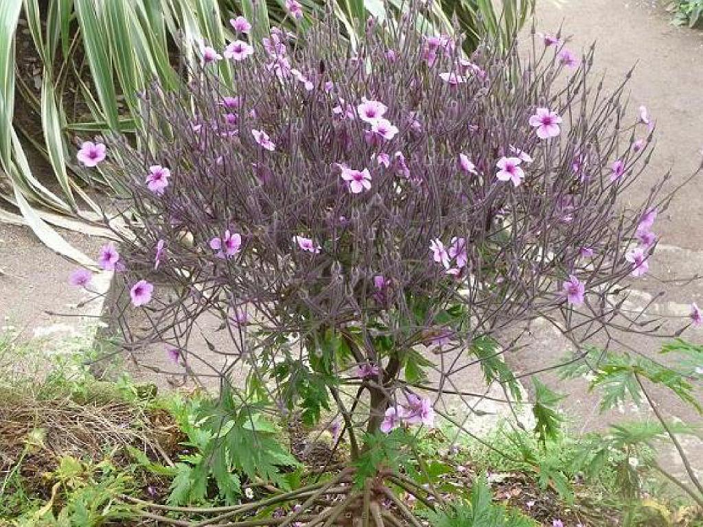 131 Ile de Batz Jardin Georges Delaselle_000032.jpg